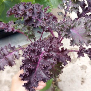 Live plants, 3 purple Kale plant in one 6 inch Hight  pot