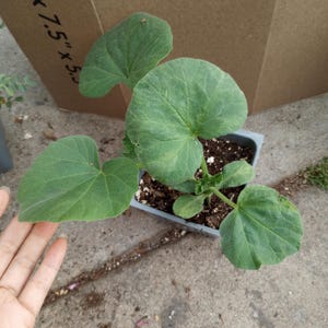 Live plant, 2 Wealtham butternut squash plants within 4 inch pot.