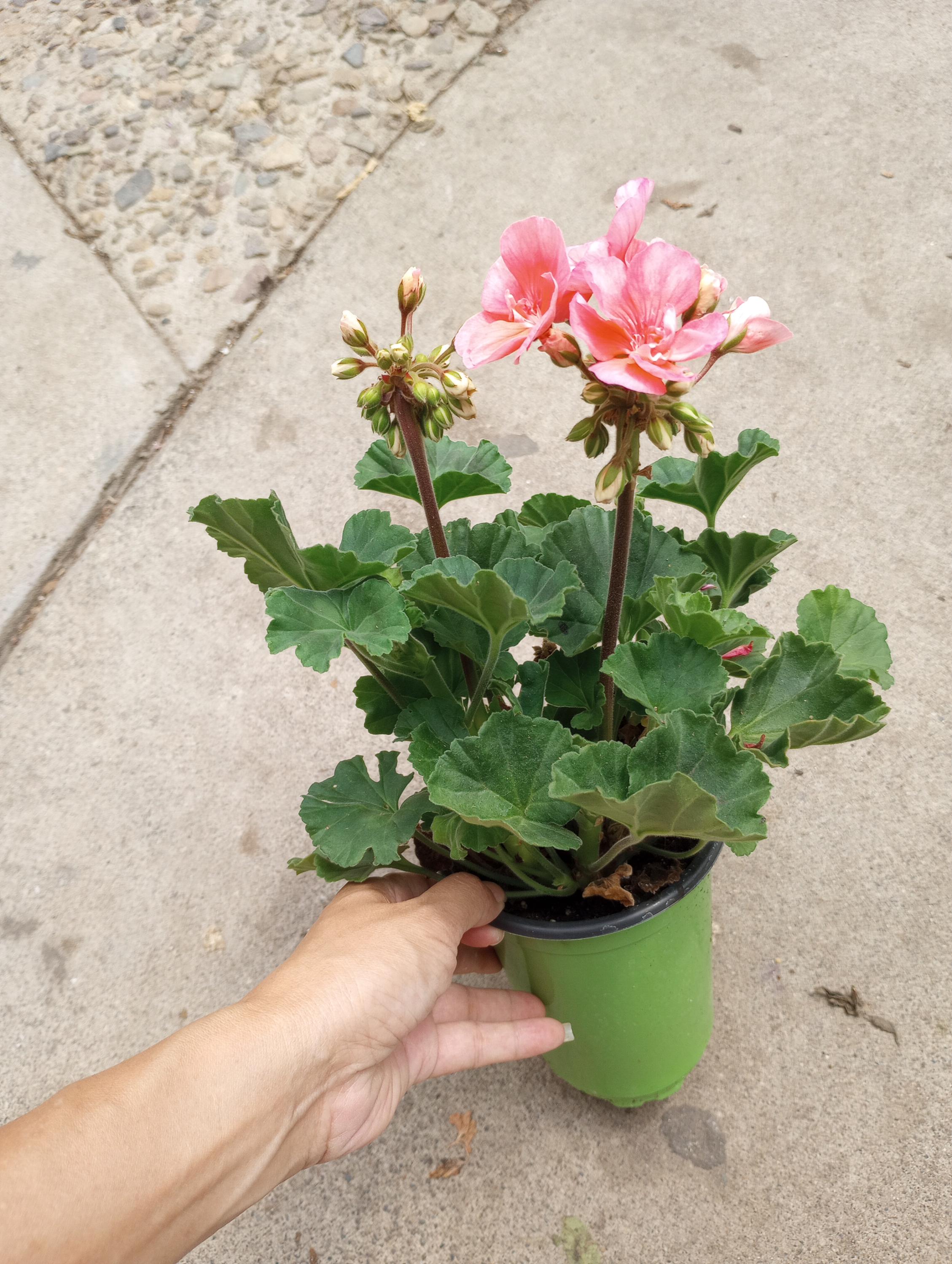 Live Plant, Fantasia Geranium Plants in 6 Inch High Pot. - Etsy