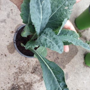 Live plants, 3 Kale Lacinato Kale plantin in one 6 inch pot