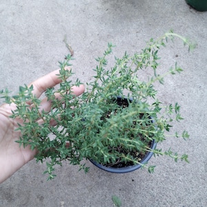 May include: A small potted thyme plant with vibrant green leaves. The plant is in a dark gray plastic pot, held by a hand. The thyme has small, pointed leaves and a slightly sprawling growth habit. The background is a concrete surface.