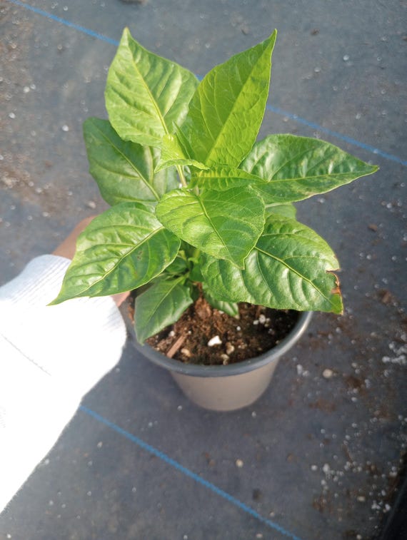 Live Plant ,carolina Reaper Pepper Plant - Etsy