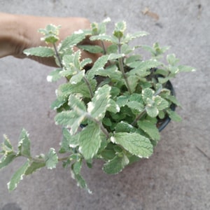 May include: A potted plant with green leaves edged in white. The plant has multiple stems and is held by a hand. The leaves are textured and the plant is in a black pot. The background is a concrete surface.
