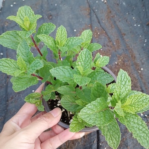 May include: A potted mint plant with vibrant green leaves and reddish stems. The plant is in a dark brown pot, and the leaves have a textured surface. The plant is held by a hand.