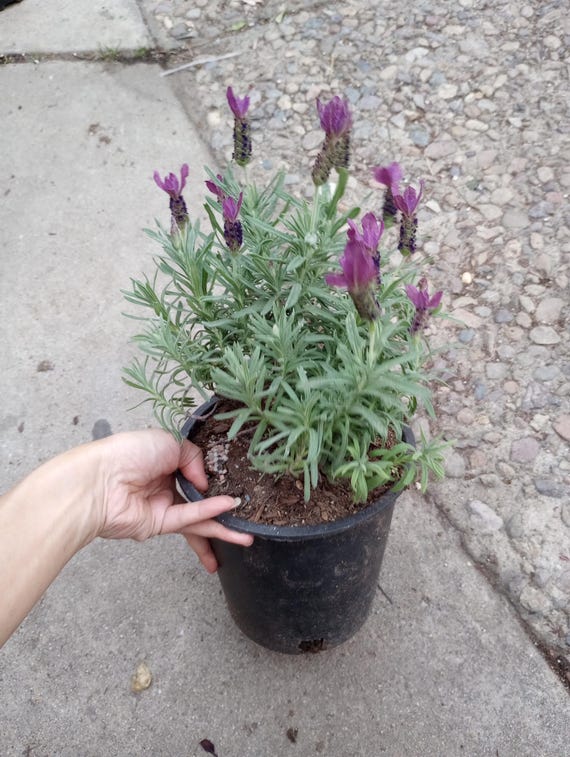 Live plant,1 GL Spanish lavender Primavera lavender plants/ in 6 inch high  pot.