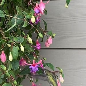 Live plant,   Fuchsia plants in 6 inch high pot.