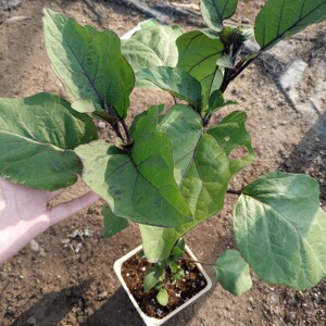 Live plants, 2 Japanese eggplant plants in one 4 inch high pot