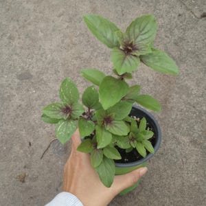 Live plant, Basil African blue plants in 6 inch high  pot.
