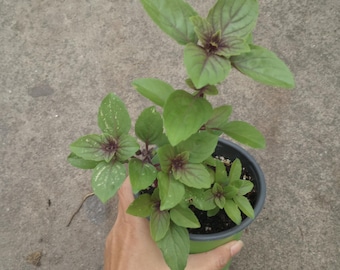 Live plant, Basil African blue plants in 6 inch high  pot.