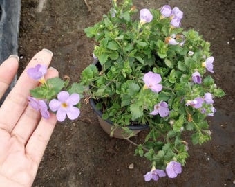 Live plant, Bacopa Megacopa Blue plants in 6 inch high pot.