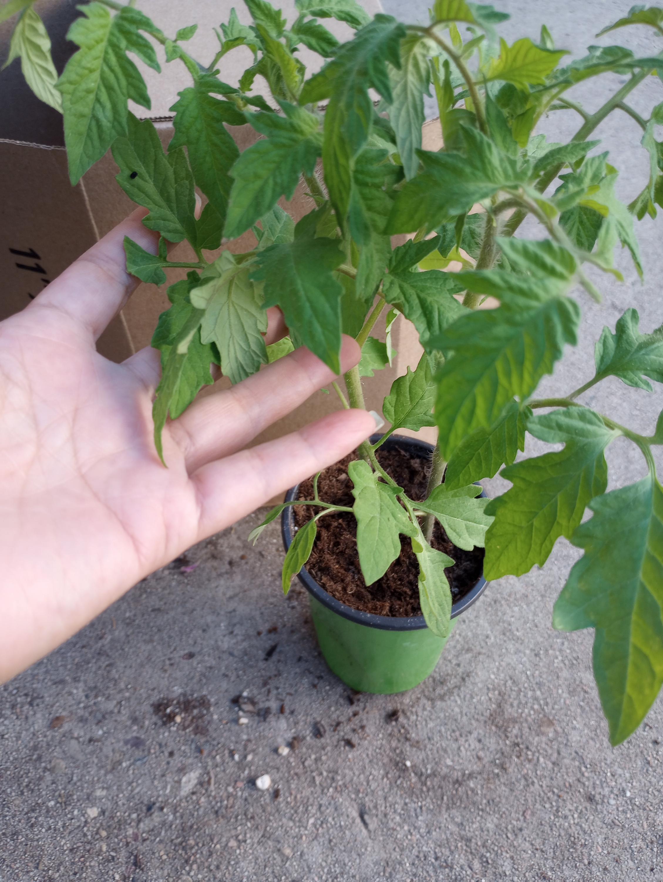 Live Plants, 3 Beefmaster Tomato Plant in 6 Inch High Pot, Will Ship on  Spring - Etsy