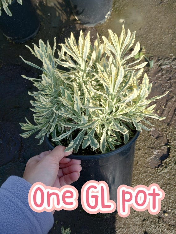 Live Plant, 1 GL Merlot Lavender Plants Live Plant - Etsy