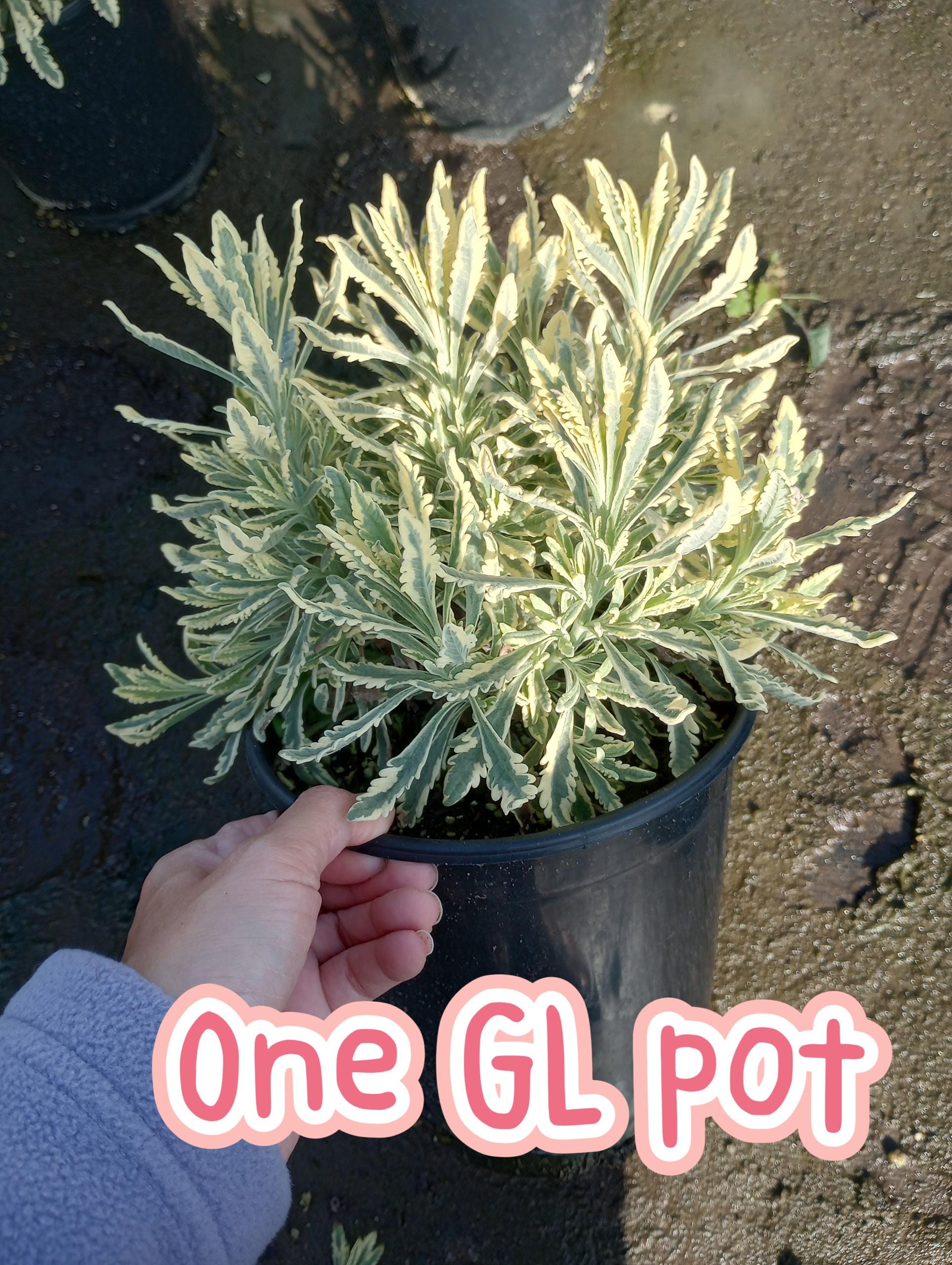 Live Plant, 1 GL Merlot Lavender Plants Live Plant - Etsy