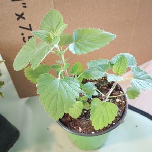 May include: A small potted plant with light green, serrated leaves. The plant is in a green plastic pot, sitting on a light green surface. A cardboard box with the text "11" x 7.5" is in the background.