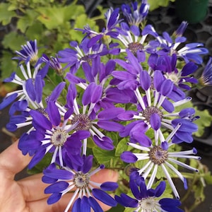 Cineraria Plant - Etsy