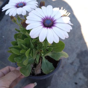 May include: A potted African daisy plant with white petals, purple rings, and blue centers. The plant has green leaves and is in a black plastic pot. The image is taken in natural light.