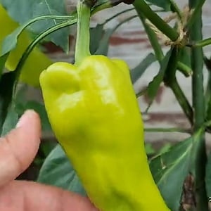 May include: A vibrant, light green bell pepper growing on a vine, with a slightly curved shape. The pepper is surrounded by green leaves and stems, with a hand gently holding it. The pepper is a fresh, healthy food item.
