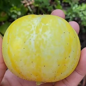 Live plants,  lemon cucumber plants within one 4 inch pot
