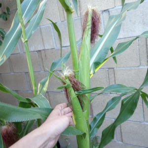 May include: A close-up of a corn plant with green leaves and developing ears of corn. The ears have long, reddish-brown silks. A hand is reaching out to touch one of the ears of corn. The background is a light-colored brick wall.