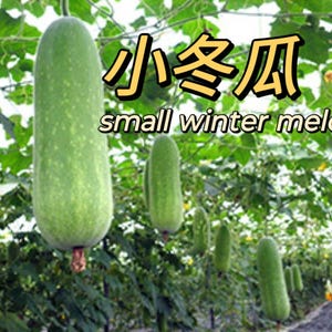 Shipped from US* Small Winter Melon seeds,小冬瓜新种子