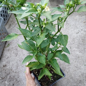 May include: A small pepper plant in a square black pot. The plant has green leaves, small white flowers, and a few small green peppers. The plant is held by a hand, and the background is a concrete surface.