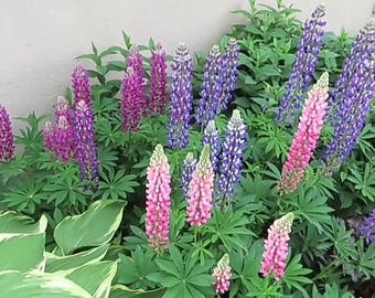 Live plant, LUPINE Mix plants  in 4 inch high pot.
