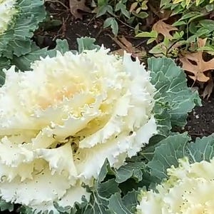 May include: Close-up of ornamental cabbage plants with large, ruffled, creamy white flower heads and green outer leaves. The plants are in a garden setting with other greenery in the background.