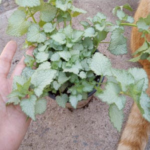 May include: A potted plant with silvery-green leaves. The plant has textured, heart-shaped leaves and is in a black plastic pot. The plant is held by a hand. A portion of a cat's orange fur is visible in the background.