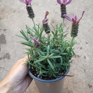 Live plant,Spanish lavender Primavera lavender plants in 6 inch high pot.