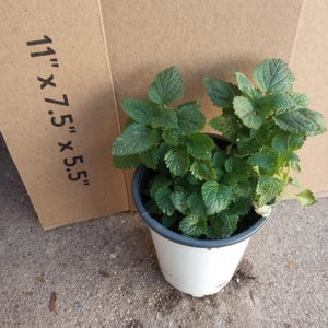 May include: A potted green plant with textured leaves, set in a white pot with a gray rim. The plant is positioned in front of a cardboard box. The box has the dimensions 11" x 7.5" x 5.5" printed on it.