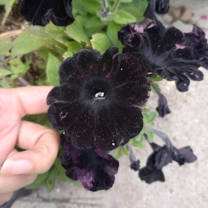 Live plant, Black magic Petunia plants in 6 inch high pot.