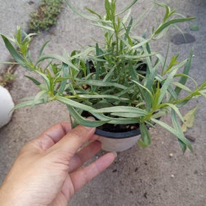 Live plant, French Tarragon plants in 4 inch pot.