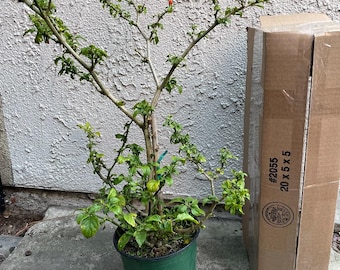 Live plants,1 GL Trinidad scorpion pepper plant(1.2M - 2M+ Scovilles