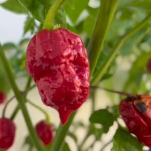 Live plant, 2 Moruga scorpion Red pepper within one 6 inch high pot.