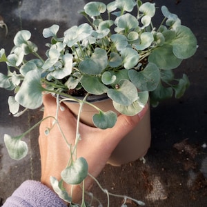 Live plant,2 pots Silver Falls plants /each pot 6 inch high pot