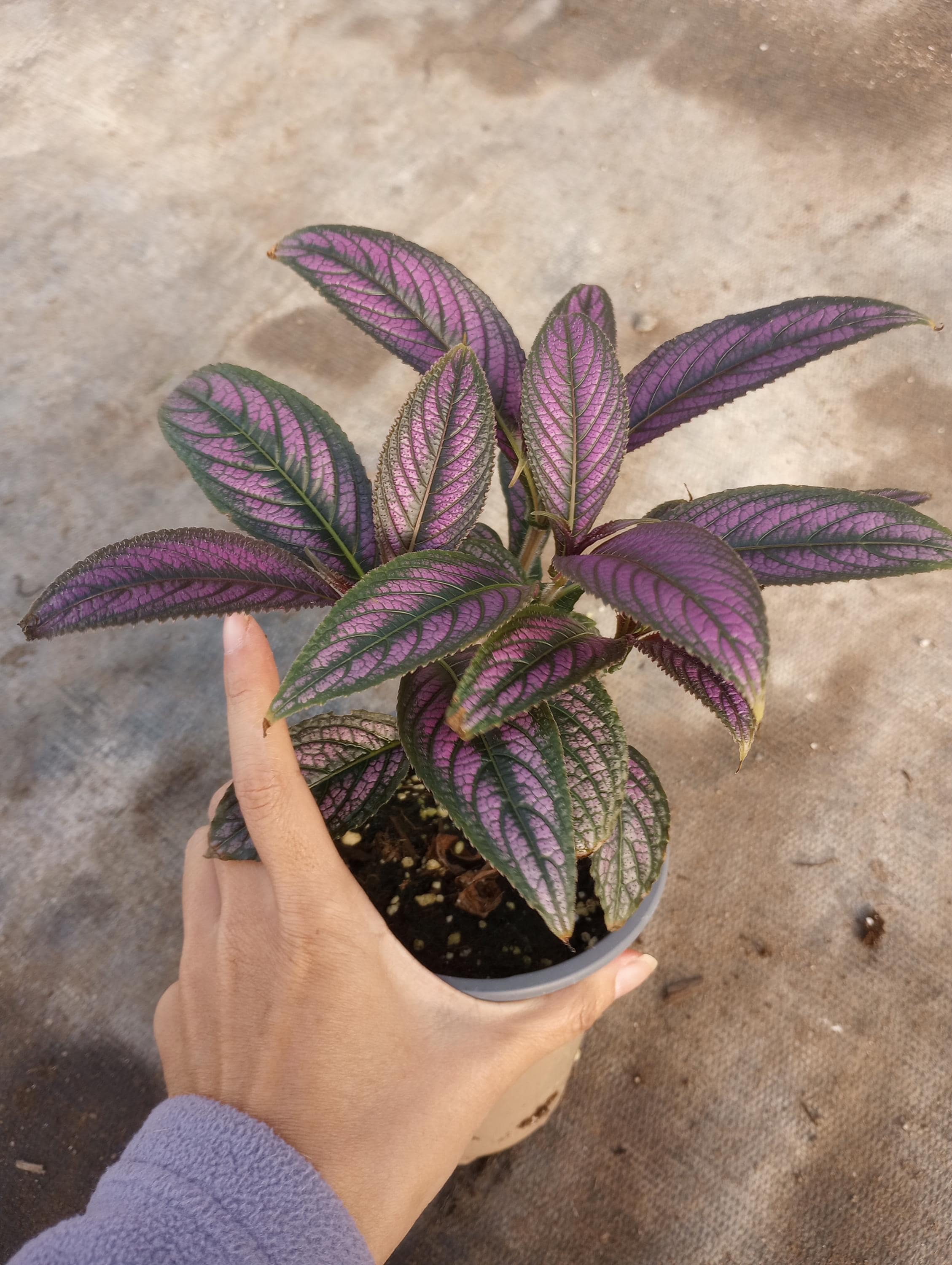 where can i buy a money plant 3-5 FT Money Tree- NYC, NJ, CT, Boston, Providence, Washington DC,  Baltimore, Philadelphia, Princeton, Long Island, and Upstate NY Local Plant  Delivery  Dahing Plants