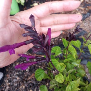 May include: Close-up of a purple and dark burgundy flower with green leaves. The flower has a long stem and small, delicate petals. The leaves are a vibrant green color. The flower is in full bloom and appears to be a type of sage.