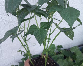 Live Plant, 3 Bush Beans Plants Within One 4 Inch Pot. - Etsy
