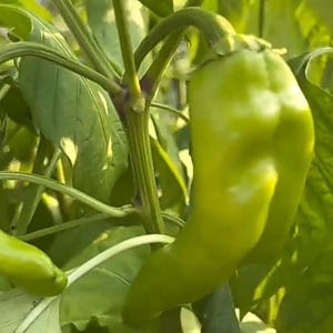 Live plants, 2 italian pepperoncini peppers plants in 6 inch pot.