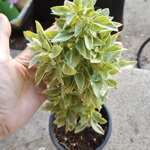 May include: A potted plant with green and white variegated leaves. The plant is in a dark gray plastic pot. The leaves are a vibrant green with white edges. The plant is held by a hand.