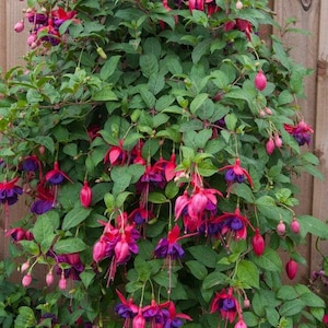 May include: A vibrant fuchsia plant with cascading branches, showcasing numerous blooms. The flowers display a striking contrast of deep purple and bright pink petals, complemented by lush green foliage. The plant is against a wooden fence.