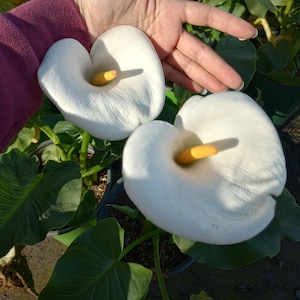 Live plant, 1 GL Giant White Calla Lily plant in one gallon pot /