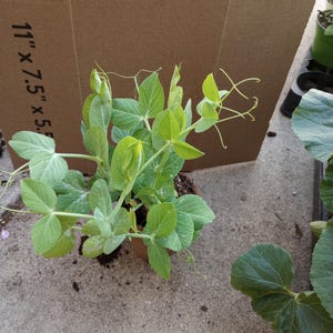 May include: A small potted pea plant with vibrant green leaves and delicate tendrils. The plant is in a brown pot, with a cardboard box in the background. The box has the dimensions "11" x 7.5" x 5.5" printed on it.