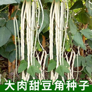 Seeds/ Yard long Bean new seeds high yield 白豆角 耐热 *US seller*