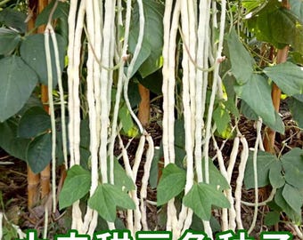 種子/ヤードロングインゲン豆新種高収量白豆角耐热 *米国販売者*