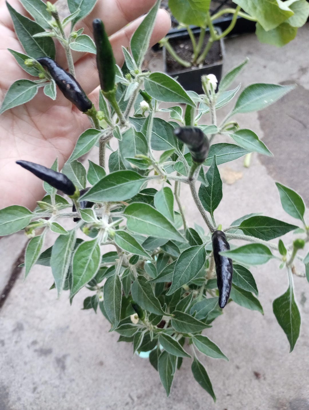 Live Plant, 2 Black Cobra Pepper Within 6 Inch High