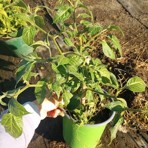 May include: A green potted plant with vibrant green leaves and stems. The plant is in a bright green plastic pot. The plant is outdoors, with a hand holding the pot. The background is a mix of soil and other plants.