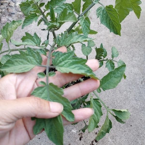 May include: A close-up of a green tomato plant with multiple leaves. The plant has a dark green stem and is held by a hand. The leaves are a vibrant green color and have a textured surface. The plant is in a pot.