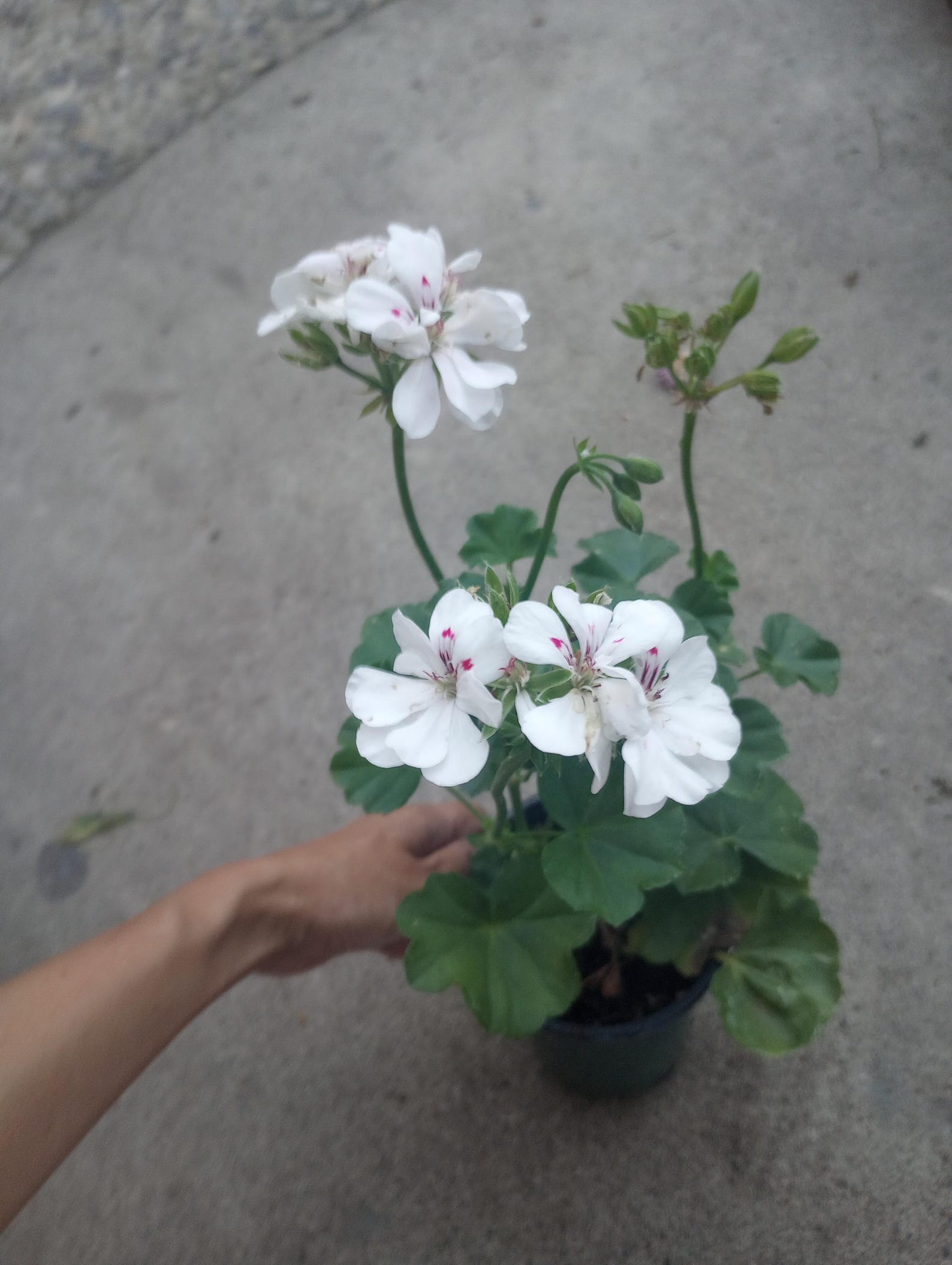 Live Plant, Ivy Geranium White in 6 Inch High Pot/ - Etsy