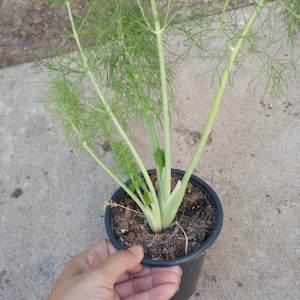 May include: A potted fennel plant with feathery green leaves and light green stalks. The plant is in a black plastic pot, held by a hand. The plant is on a concrete surface.